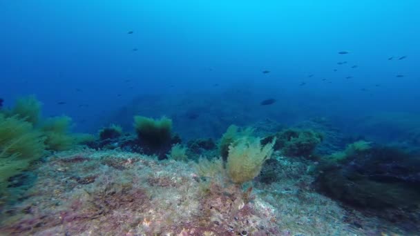 南カリフォルニアのオレンジ色のガリバルディ魚が カタリナ島のサンゴ礁で撮影しながらカメラを眺めます — ストック動画