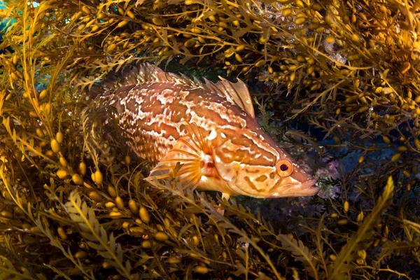 Kelpfish — Stock Photo, Image