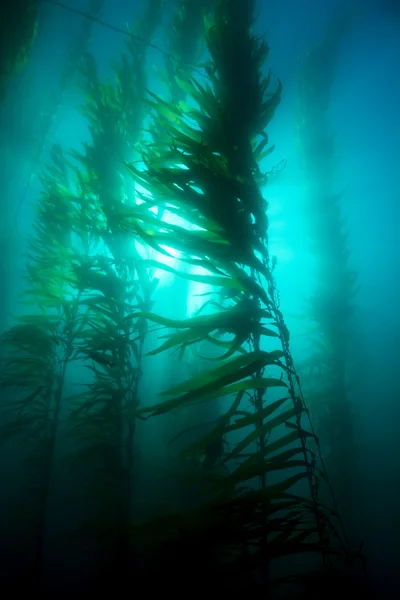 Cama Kelp — Foto de Stock