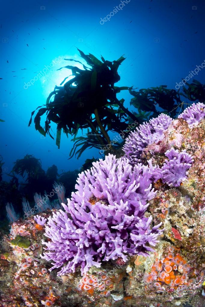 Purple coral on reef Stock Photo by ©kelpfish 58660463