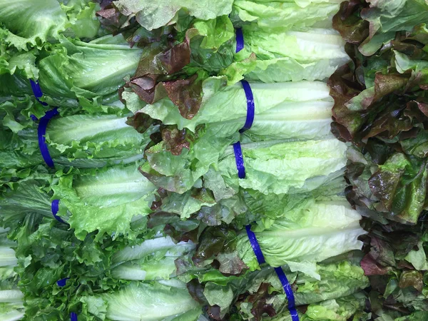 Romain lettuce — Stock Photo, Image