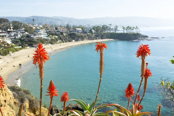 Flowers over beach cove — Stock Photo, Image