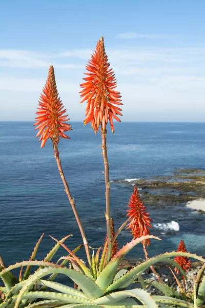 Aloe cactus sull'oceano — Foto Stock