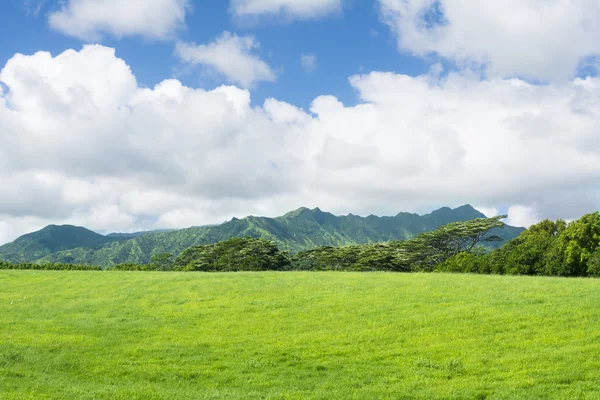 Hawaiian zielone pastwiska — Zdjęcie stockowe