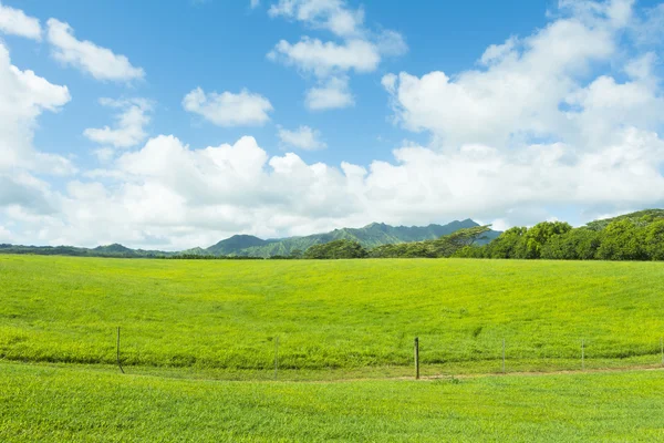 Hawaiian zielone pastwiska — Zdjęcie stockowe