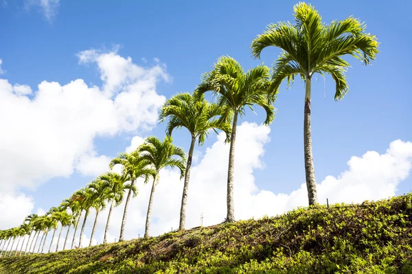 Fila di palme — Foto Stock