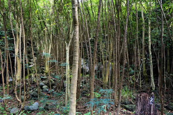 Floresta tropical espessa — Fotografia de Stock