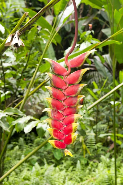 Hawaiin flower — Stockfoto