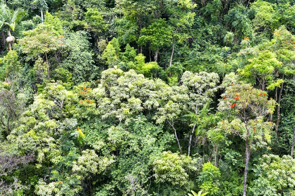 Creșterea pădurilor tropicale luxuriante — Fotografie, imagine de stoc