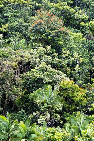 Laub im Dschungel — Stockfoto