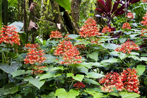 Pagoad flower garden — Stock Photo, Image