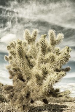 Cholla cactus in desert during sunset clipart