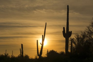 Saguaro cactus in desert at sunset clipart