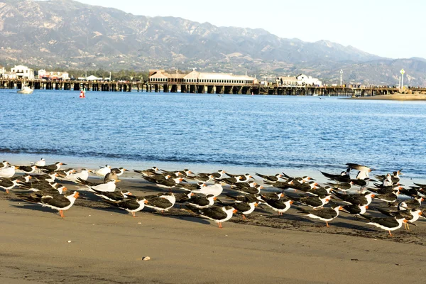 Uccelli marini lungo la spiaggia di Santa Barbara — Foto Stock