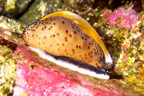 Chestnut cowrie on reef — Stock Photo, Image