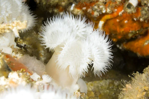 White plume anemone — Zdjęcie stockowe