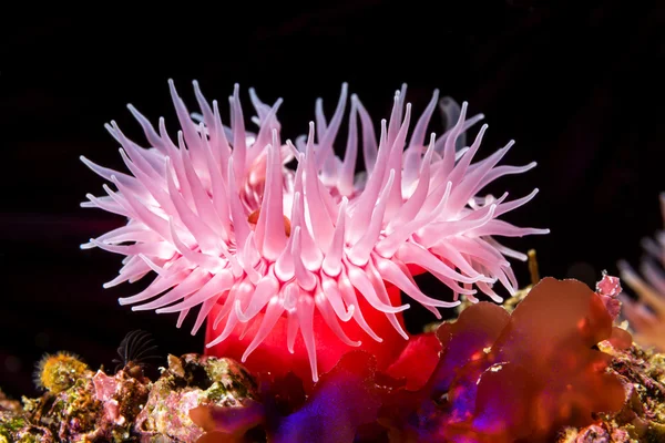 Red sea anemone on reef — Zdjęcie stockowe