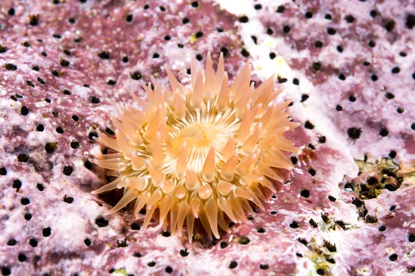 Small juvenile anemone — Stockfoto