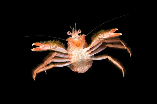 Petit crabe du thon la nuit — Photo