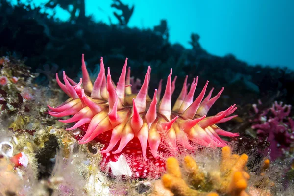 Red sea anemone on reef — 스톡 사진