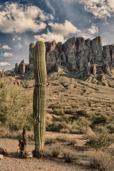 Saguaro kaktusy v poušti — Stock fotografie