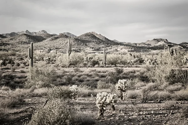 Saguaro cactus in desert — Stock Photo, Image