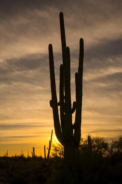 Saguaro kaktus i öknen vid solnedgången — Stockfoto