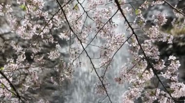 Şelale ile kiraz çiçeği