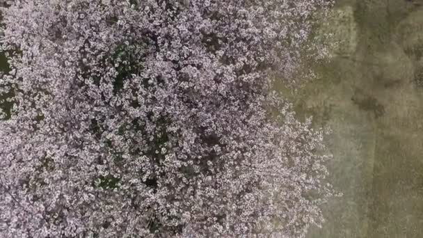 Albero dei fiori di ciliegio — Video Stock