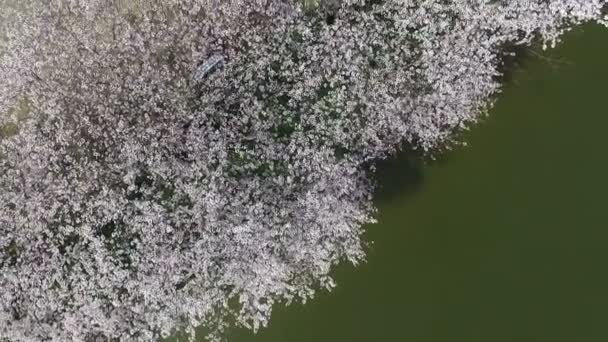 Cherry blossom träd med sjö — Stockvideo