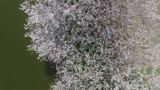 Cherry blossom träd med sjö — Stockvideo