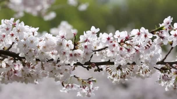 Albero dei fiori di ciliegio — Video Stock