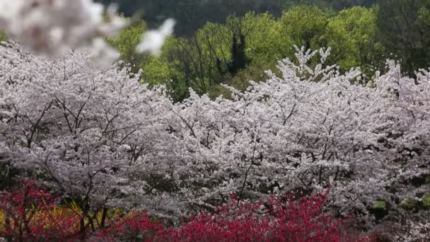 Albero dei fiori di ciliegio — Video Stock