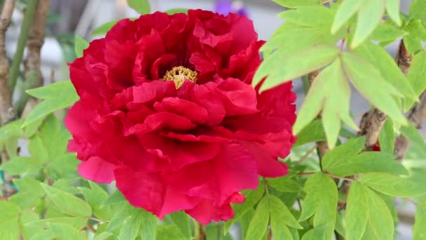 Flor de peonía roja — Vídeo de stock