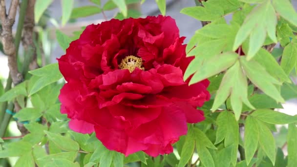 Piros pünkösdi rózsa virág — Stock videók