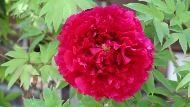 Flor de peonía roja — Vídeos de Stock