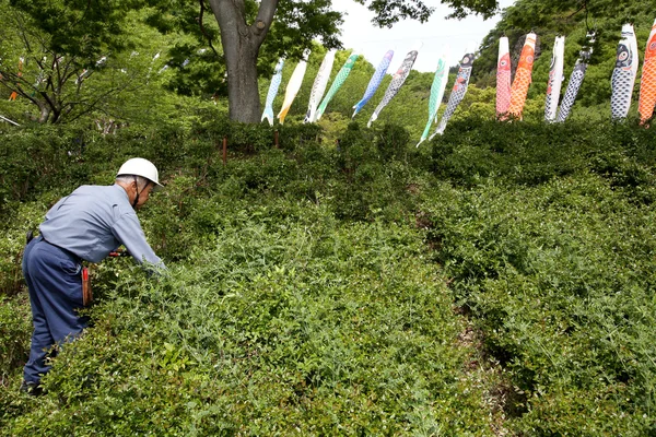 Jardinier taille arbre arbuste avec cisailles — Photo
