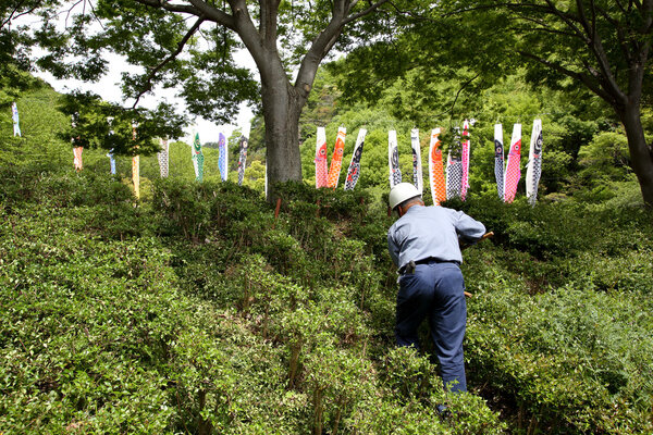 садовник обрезает кустарник с ножницами
