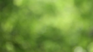 Yeşil yaprakları doğa arka plan bulanıklık