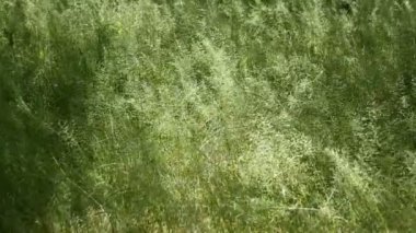 rüzgarda kulakları yeşil çimen