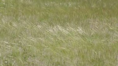 kulakları çim rüzgarda