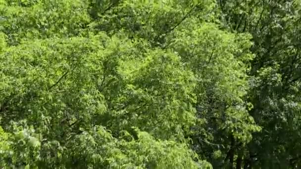 Hojas de árboles susurran en el bosque — Vídeo de stock