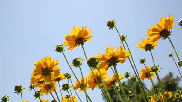 Cosmos fleur balançant dans le vent — Video