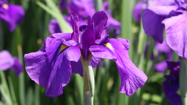 Flores de blueflag — Vídeos de Stock