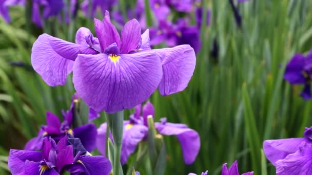 Flores de blueflag — Vídeo de stock