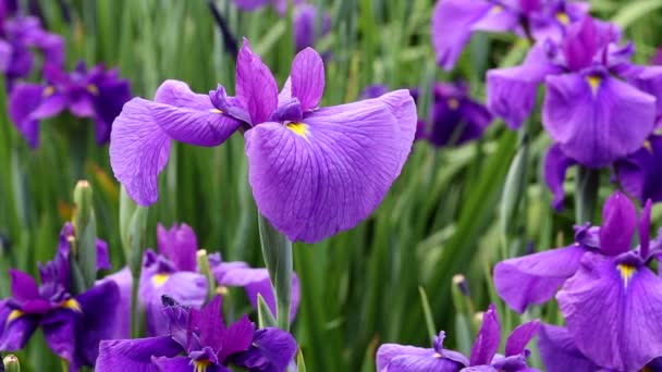 Fleurs de drapeau bleu 