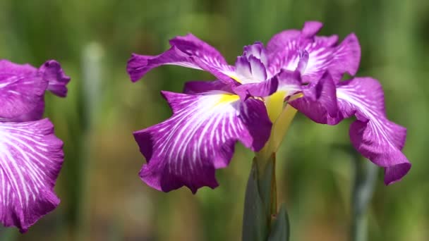 Fiori di bandiera blu — Video Stock