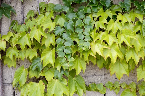 Bir duvarda büyüyen sarmaşık yaprakları — Stok fotoğraf