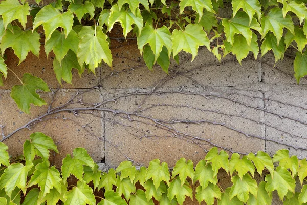 Foglie di edera che crescono su una parete — Foto Stock