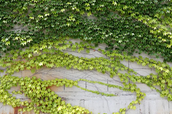 Feuilles de lierre poussant sur un mur — Photo